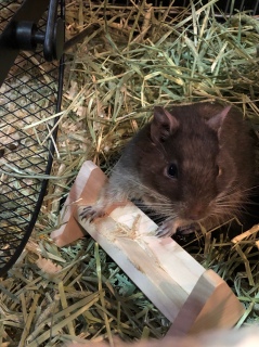 HappyBirthday���т���🐭